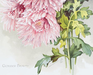 1890 October Beauty Chrysanthemum - Mathews