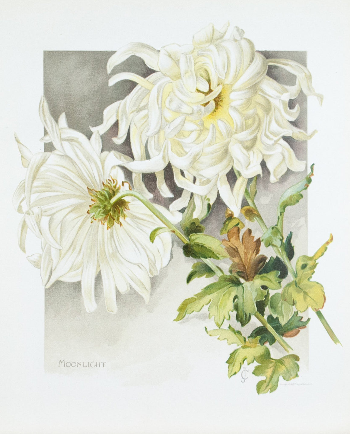 1890 Moonlight Chrysanthemum - Mathews 