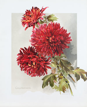 1890 Cullingfordii Chrysanthemum - Mathews 
