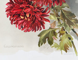 1890 Cullingfordii Chrysanthemum - Mathews