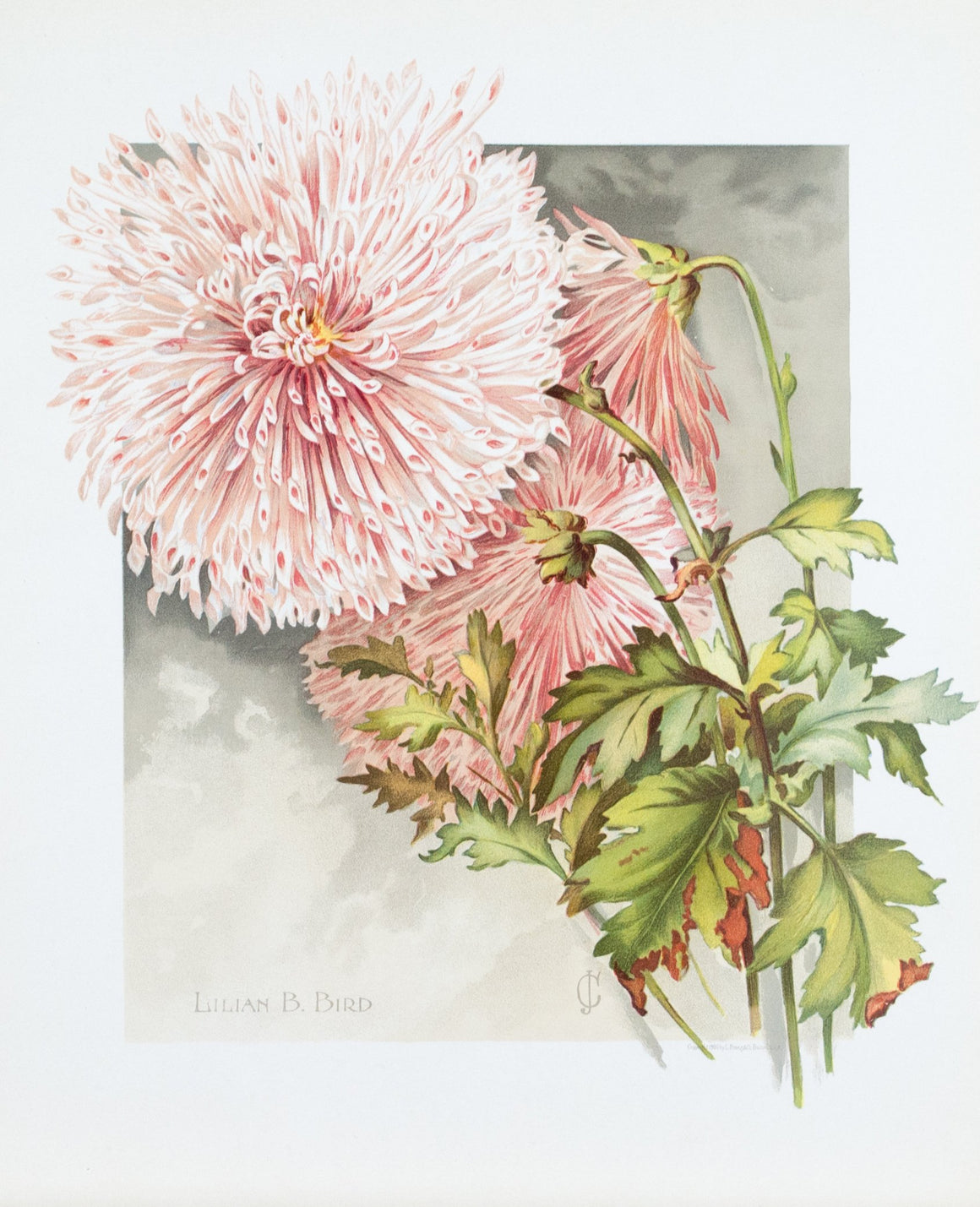 1890 Lilian B. Bird Chrysanthemum - Mathews 