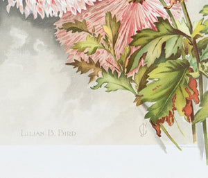 1890 Lilian B. Bird Chrysanthemum - Mathews