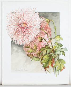 1890 Lilian B. Bird Chrysanthemum - Mathews