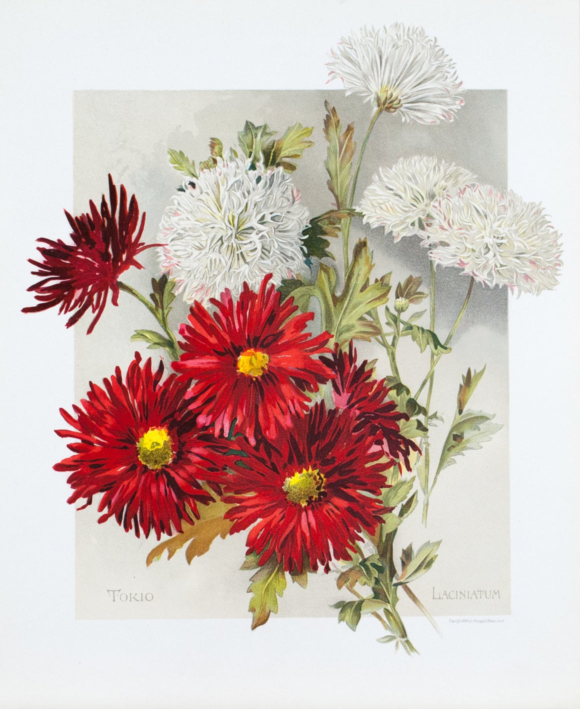 1890 Tokio and Laciniatum Chrysanthemums - Mathews 