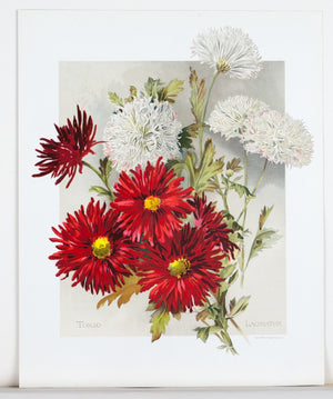 1890 Tokio and Laciniatum Chrysanthemums - Mathews