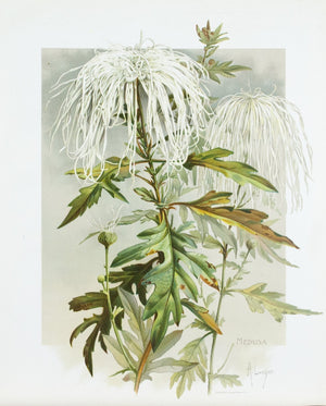 1890 Medusa Chrysanthemum - Mathews 