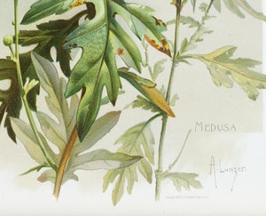 1890 Medusa Chrysanthemum - Mathews