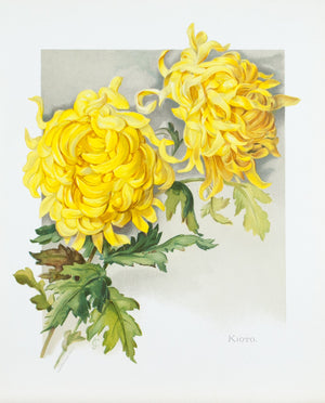 1890 Kioto Chrysanthemum - Mathews 