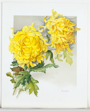 1890 Kioto Chrysanthemum - Mathews