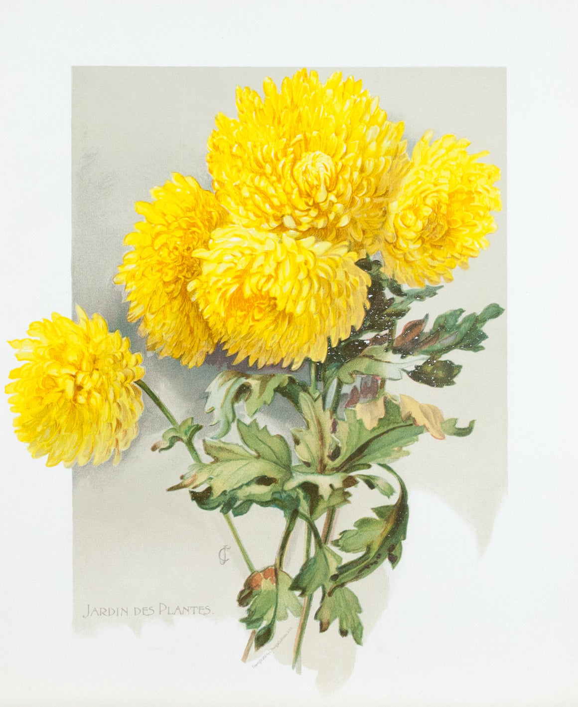 1890 Jardin des Plantes Chrysanthemum - Mathews 