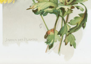 1890 Jardin des Plantes Chrysanthemum - Mathews