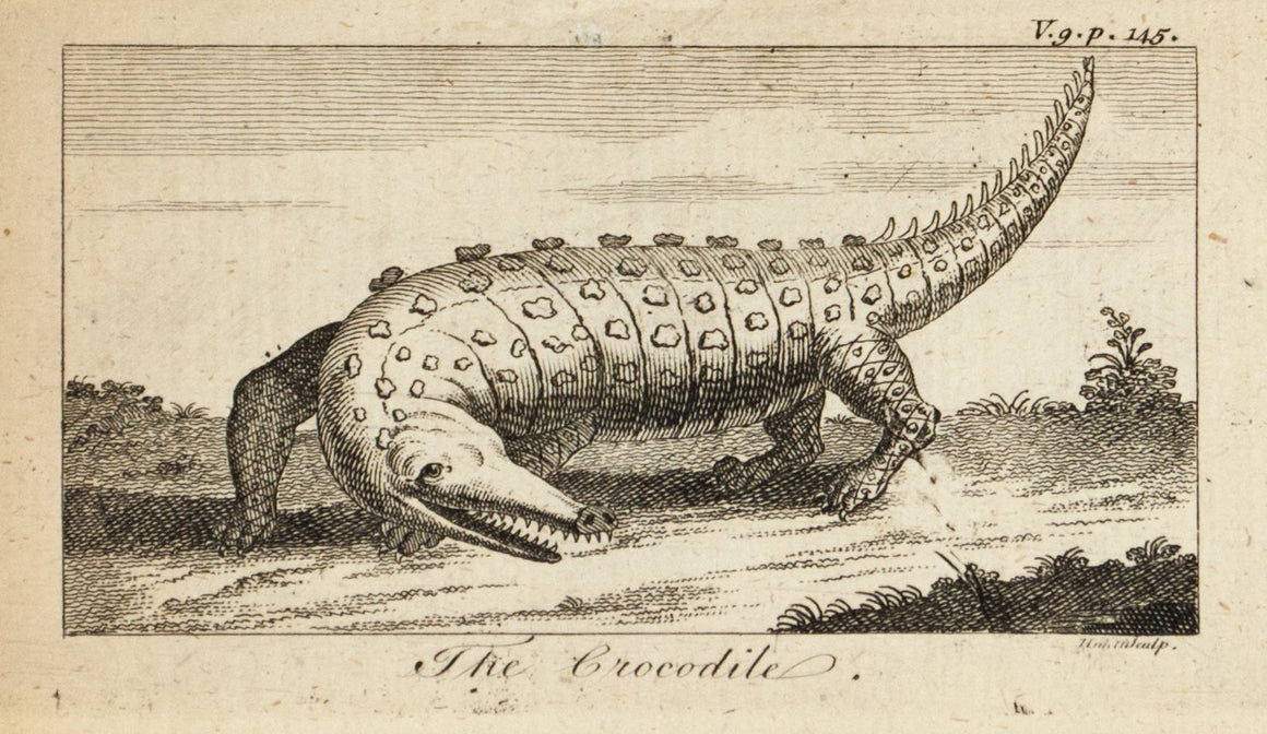 1774 The Crocodile - Hulett
