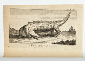 1774 The Crocodile - Hulett