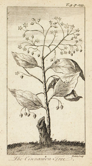 1774 The Cinnamon Tree - Hulett 