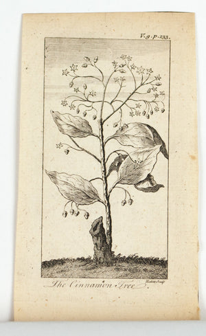 1774 The Cinnamon Tree - Hulett