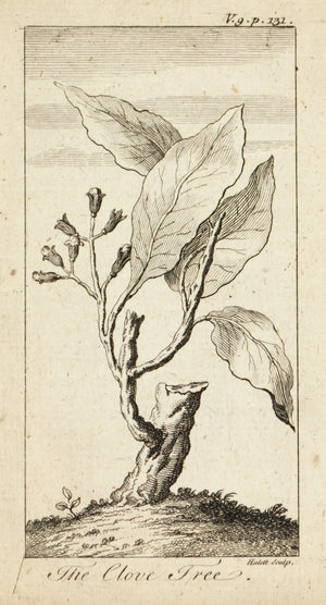 1774 The Clove Tree - Hulett 