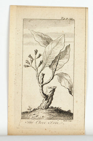 1774 The Clove Tree - Hulett