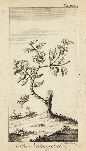 1774 The Nutmeg Tree - Hulett