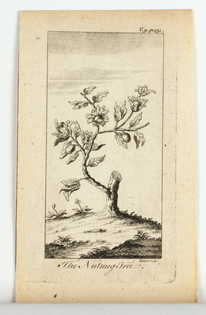 1774 The Nutmeg Tree - Hulett