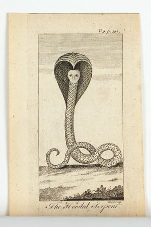 1774 The Hooded Serpent - Hulett