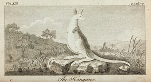 1775 The Kangaroo - Sydney Parkinson