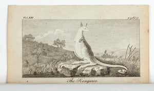 1775 The Kangaroo - Sydney Parkinson - George Stubbs