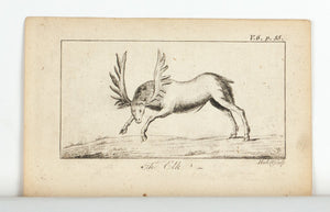 1774 The Elk - Hulett