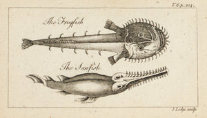 1774 The Frogfish and The Fanfish - J Lodge