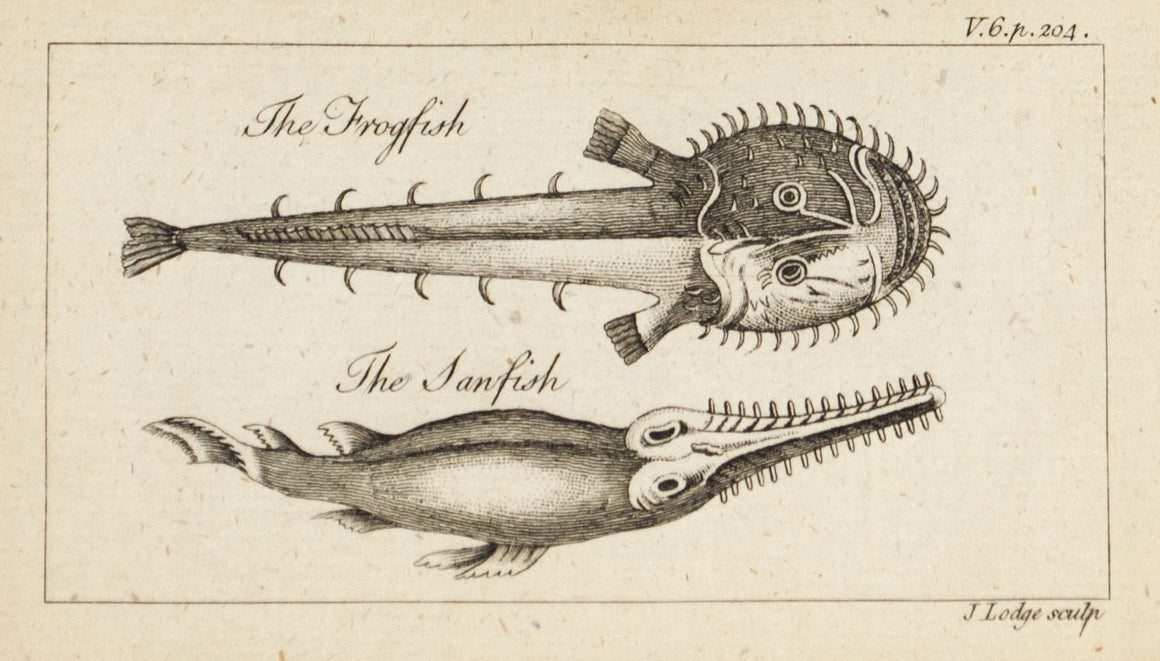 1774 The Frogfish and The Fanfish - J Lodge