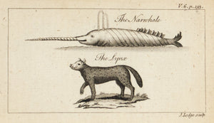 1774 The Narwhale and The Lynx - J Lodge