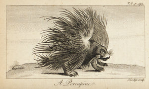 1774 The Porcupine - J Lodge