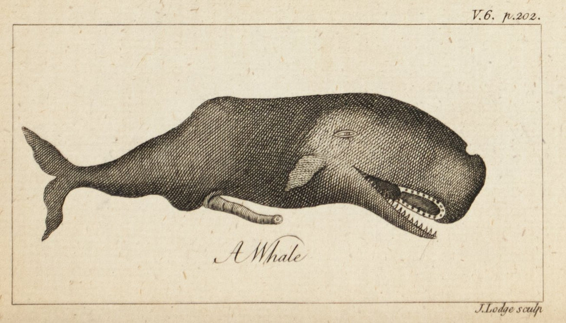 1774 A Whale - J Lodge
