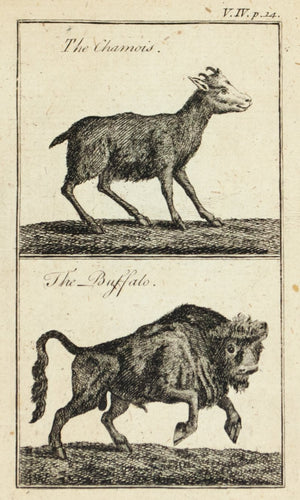 1774 The Chamois and The Buffalo - Robinson