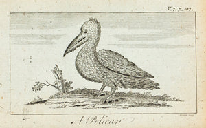 1774 A Pelican - Hulett