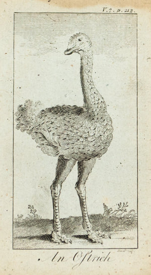 1774 An Ostrich - Hulett 