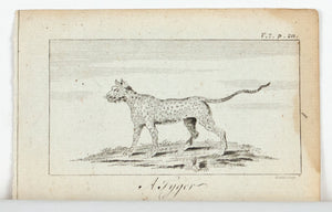 1774 A Tyger [Tiger] - Hulett