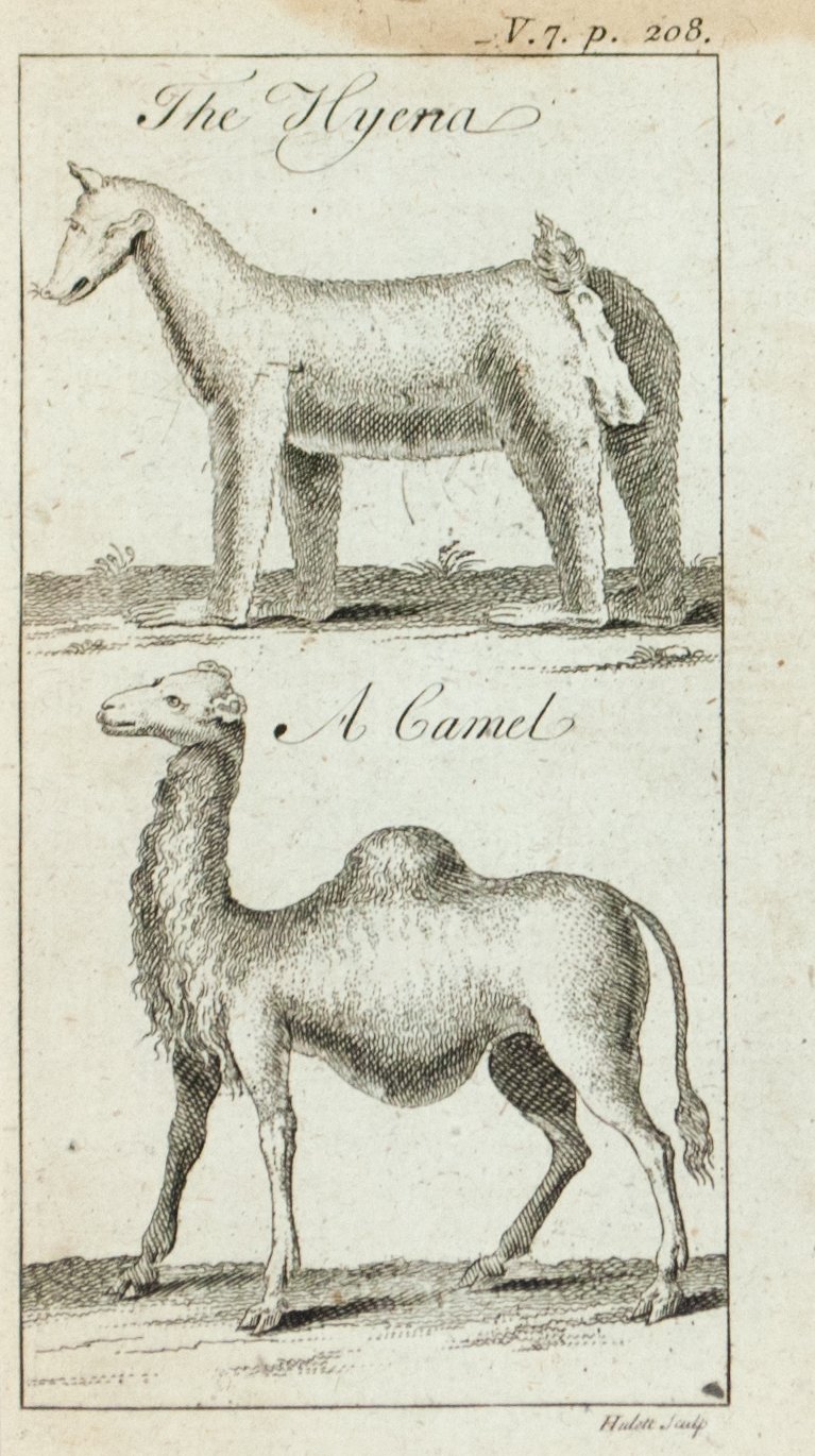 1774 The Hyena, A Camel - Hulett 