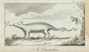 1774 A Chameleon - Hulett 