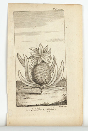 1774 A Pine Apple [Pineapple] - Hulett