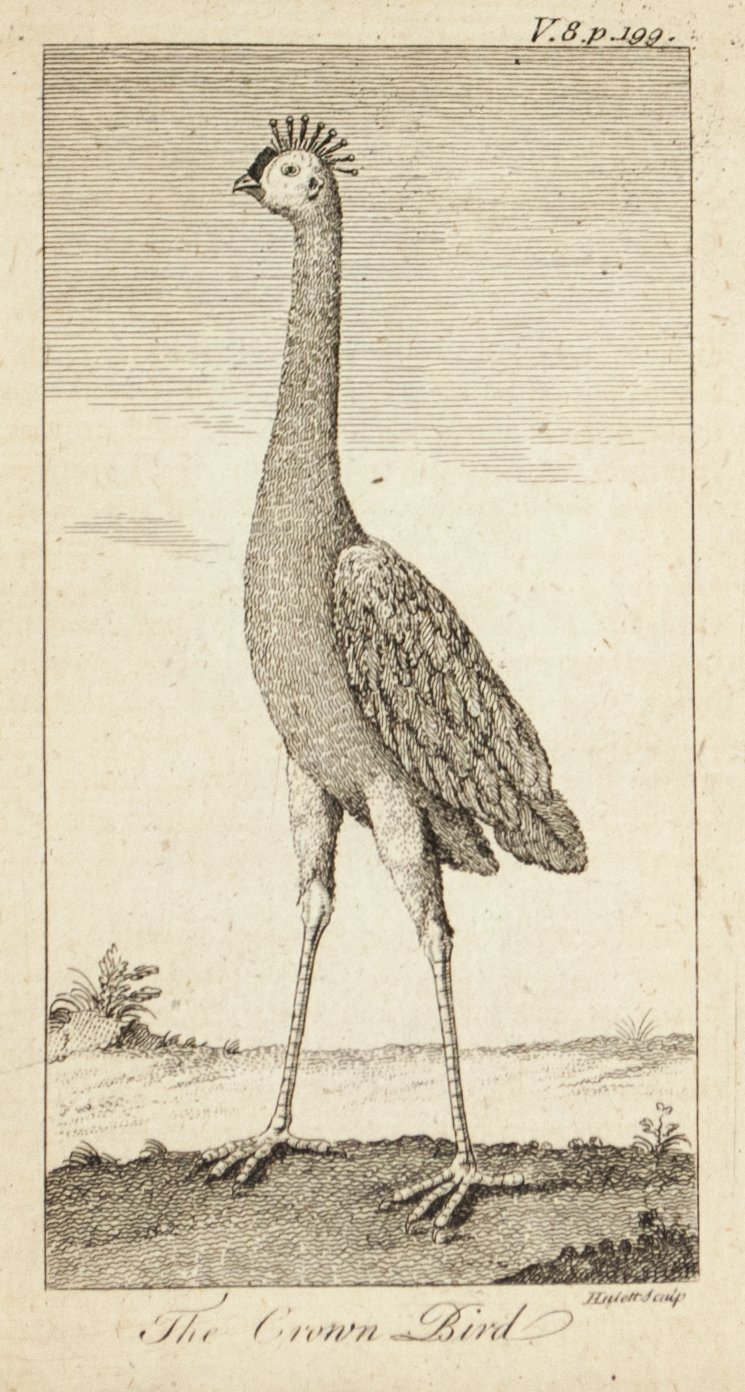 1774 The Crown Bird - Hulett 