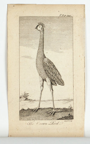 1774 The Crown Bird - Hulett