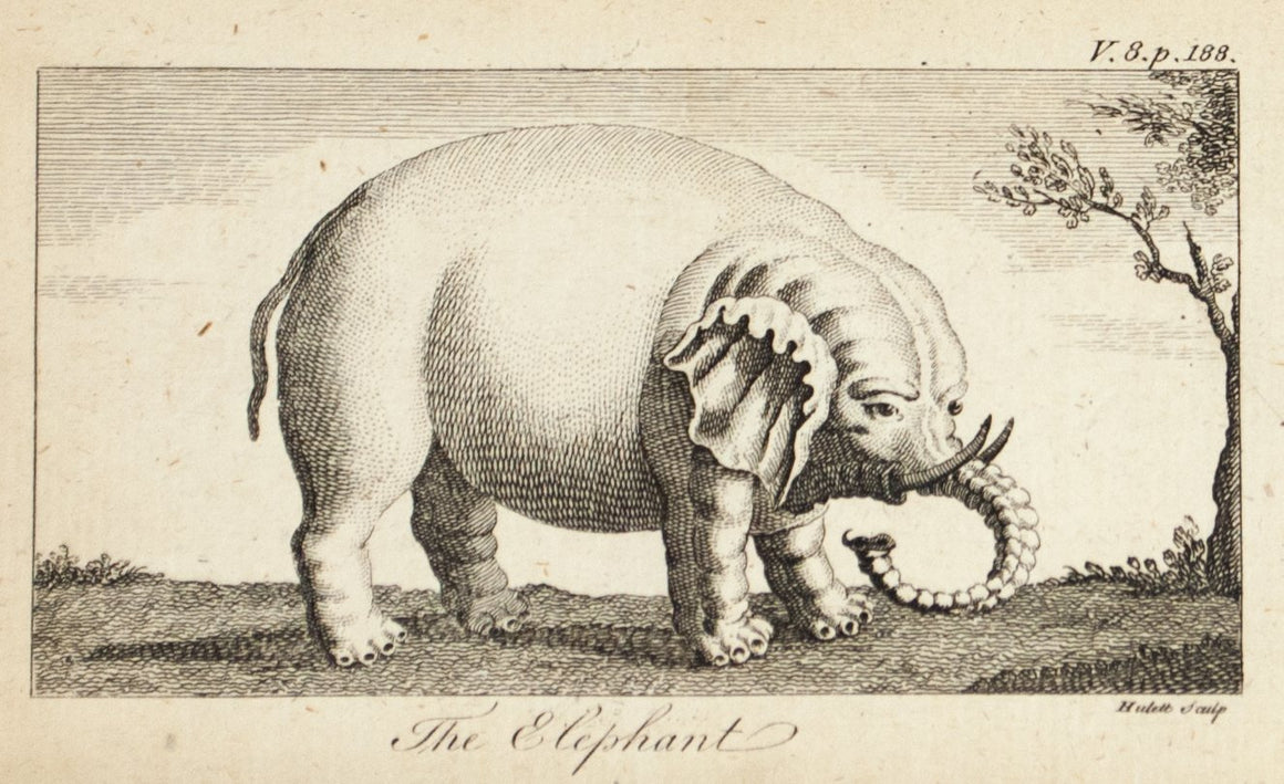 1774 The Elephant - Hulett 