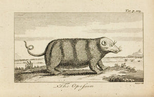 1774 The Opossum - Hulett 