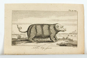 1774 The Opossum - Hulett