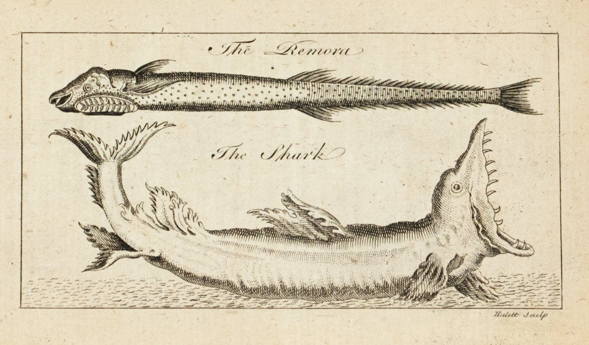 1774 The Remora, The Shark - Hulett 
