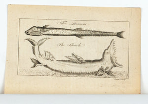 1774 The Remora, The Shark - Hulett
