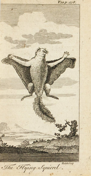 1774 The Flying Squirrel - Hulett 