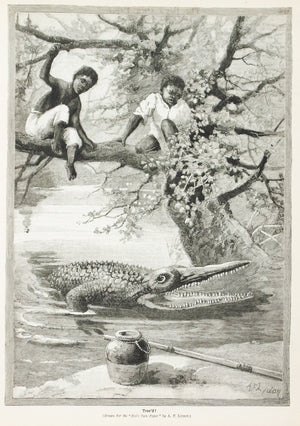 1893 Tree'd - Lydon