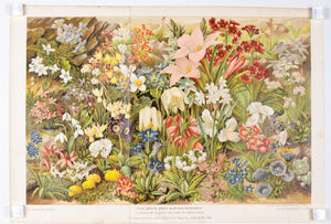 1893 Rockery Plants and How to Grow Them - John Allen