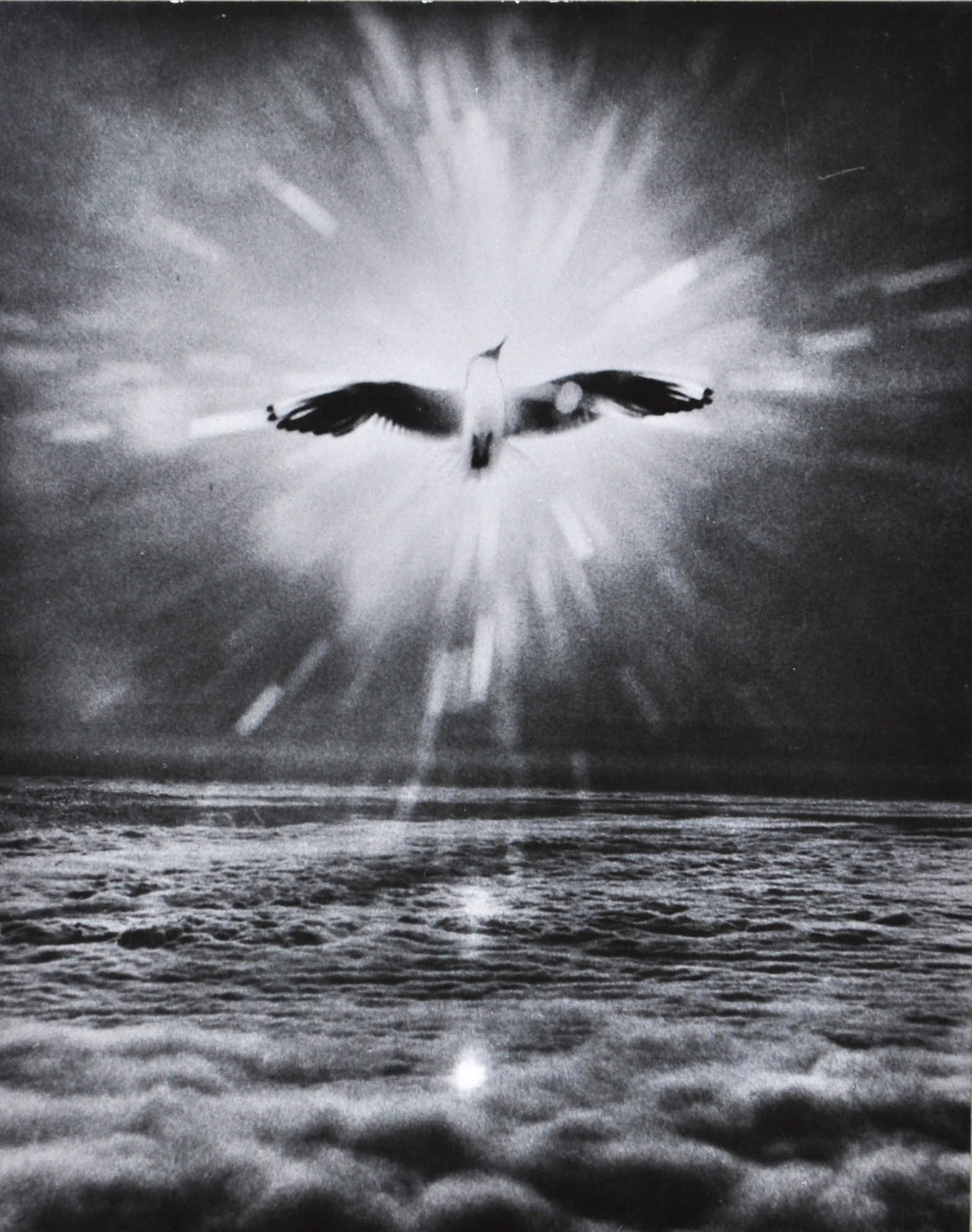 1965 Recherche Photo by Joseph Buemy [Buemi] Signed Rare Elegant Bird 7x9in